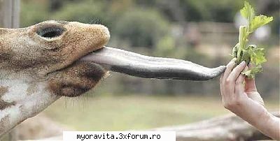 cat are limba... limba mare...