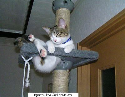Nu mai are loc in scaun... - CHINOOK MASTER - Funny