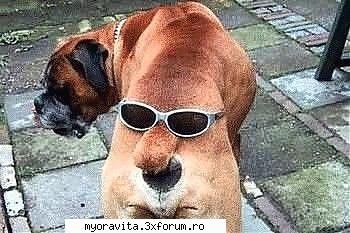 frumosi ochelari ADMIN