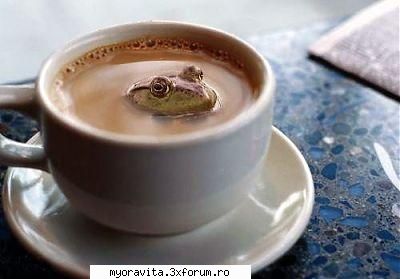 broasca cafea ADMIN
