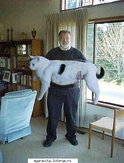 :uimit: big cat