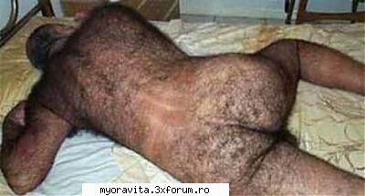 ursul brun &nbsp; ADMIN